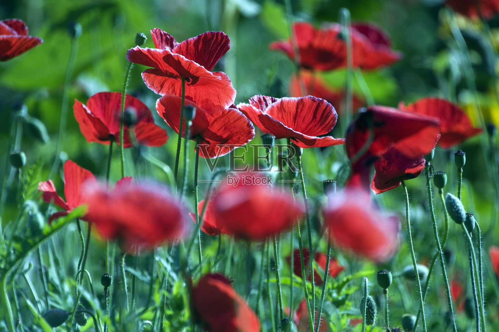 东方罂粟照片摄影图片