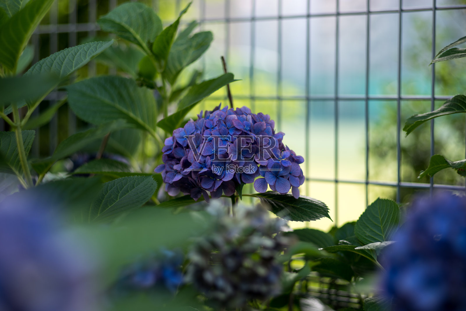 蓝色的绣球花照片摄影图片