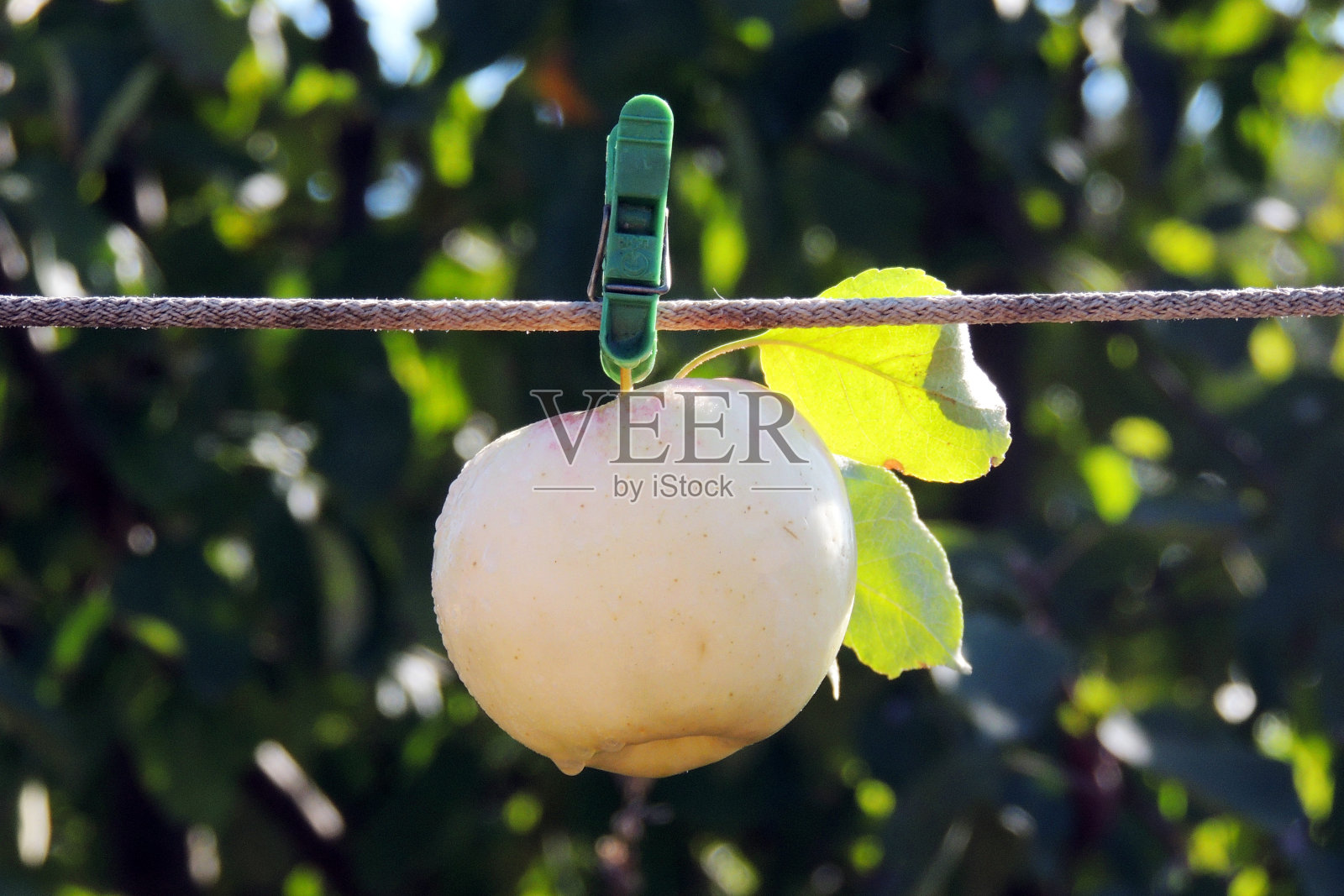 苹果照片摄影图片