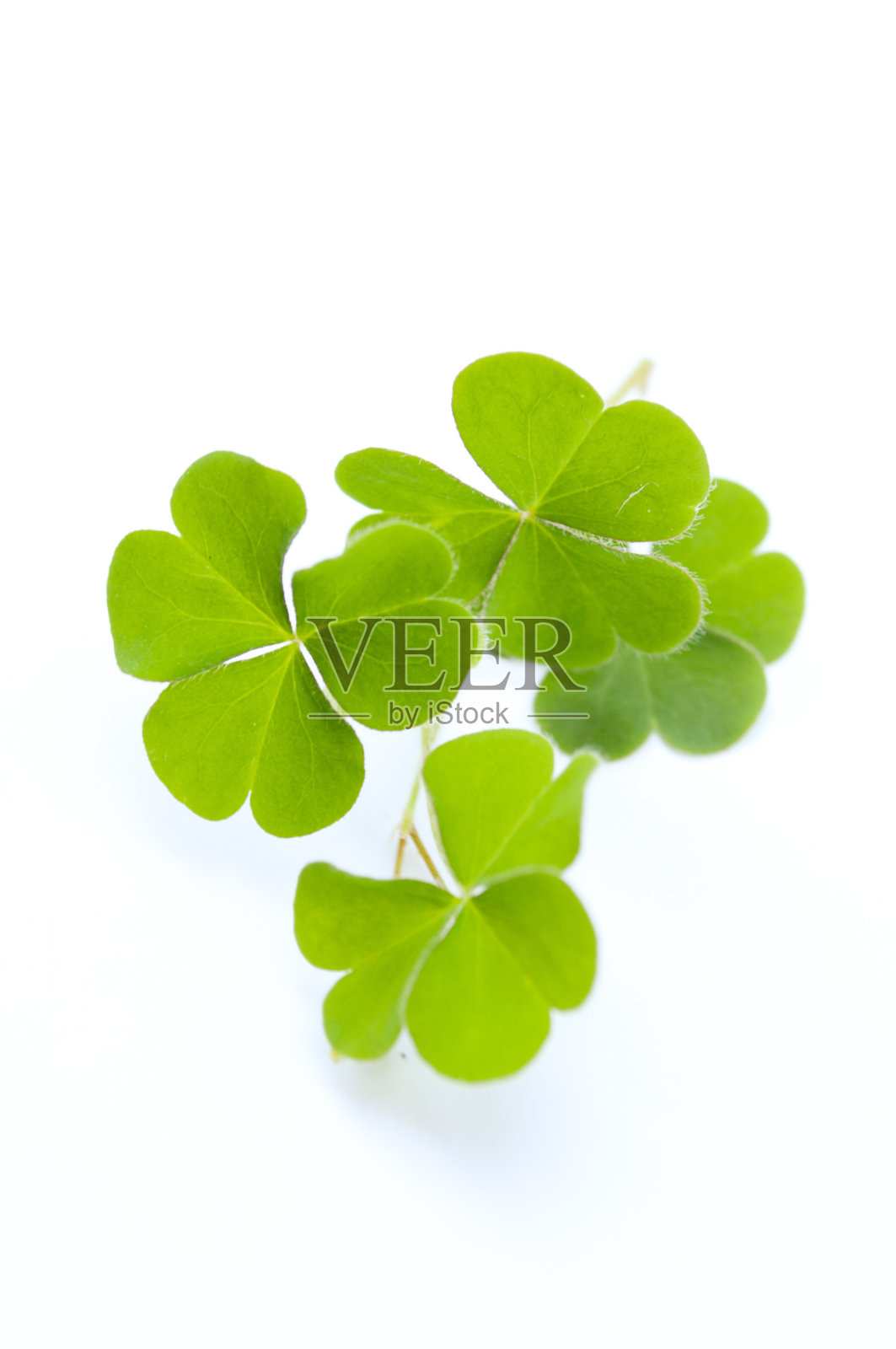 绿色的三叶草照片摄影图片