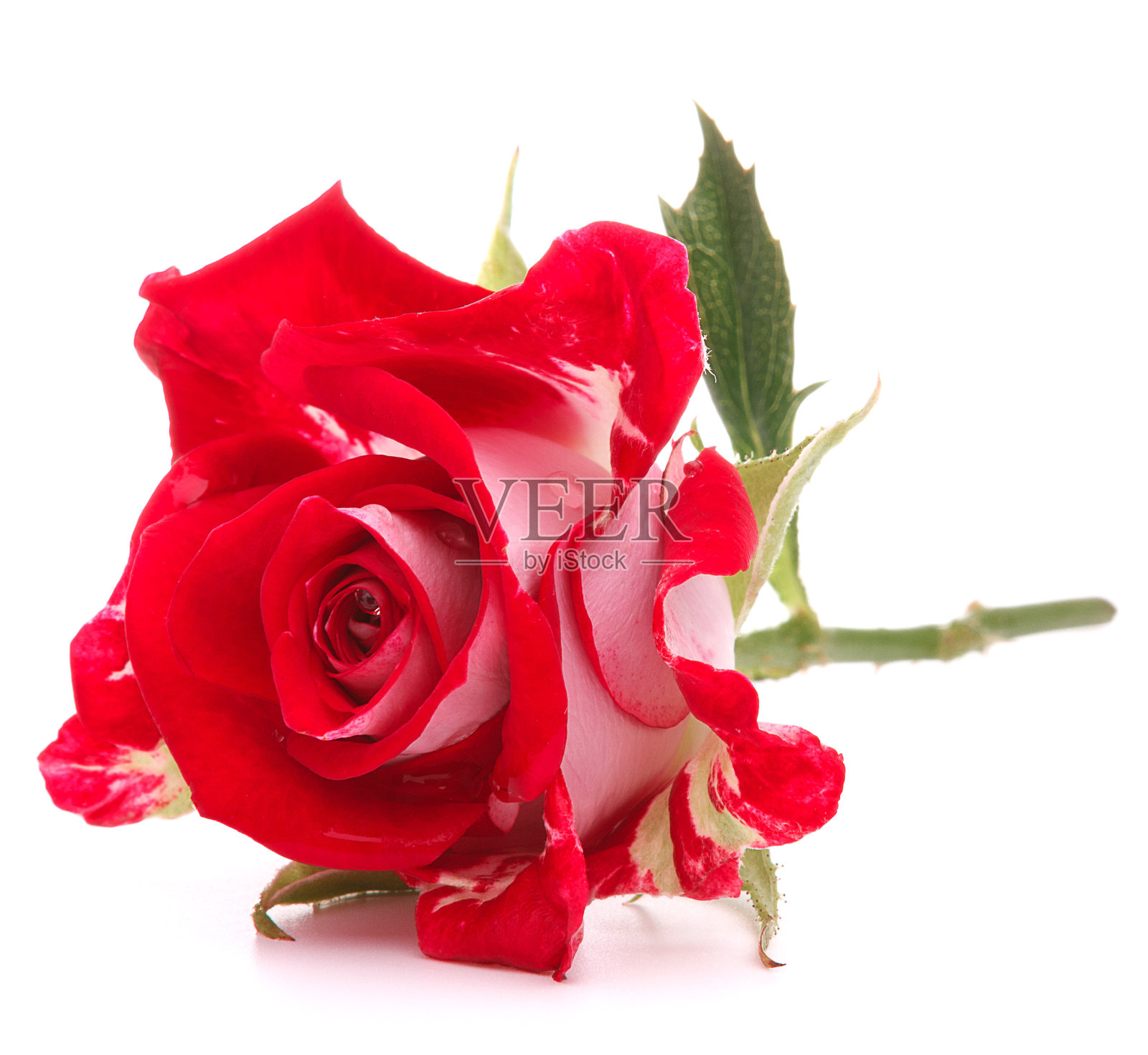 红色的玫瑰花头孤立在白色的背景上照片摄影图片