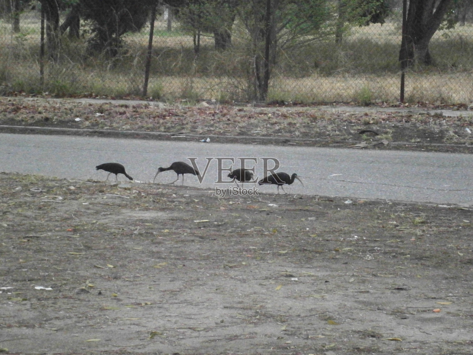 鸟类apacibles照片摄影图片