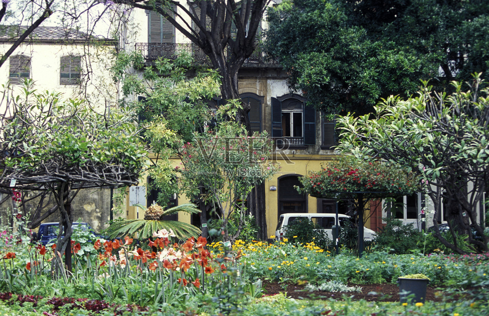 欧洲葡萄牙马德拉funchal照片摄影图片