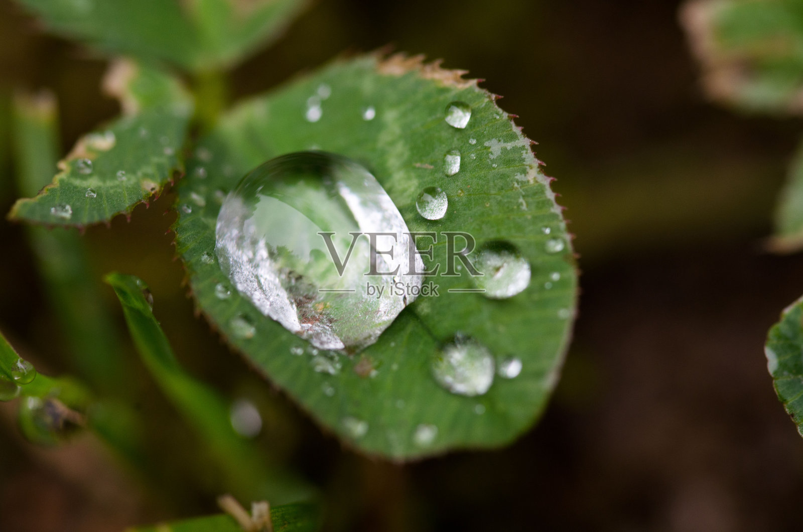 雨后滴在绿叶上照片摄影图片