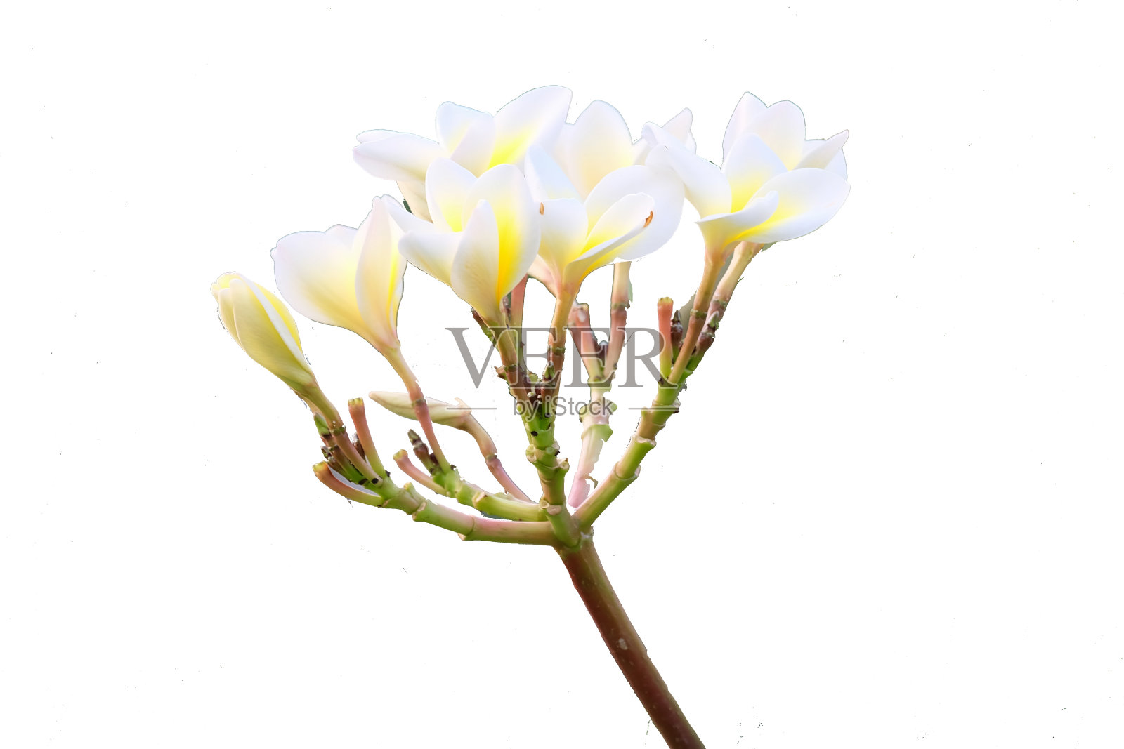 孤立在白色背景上的鸡蛋花照片摄影图片