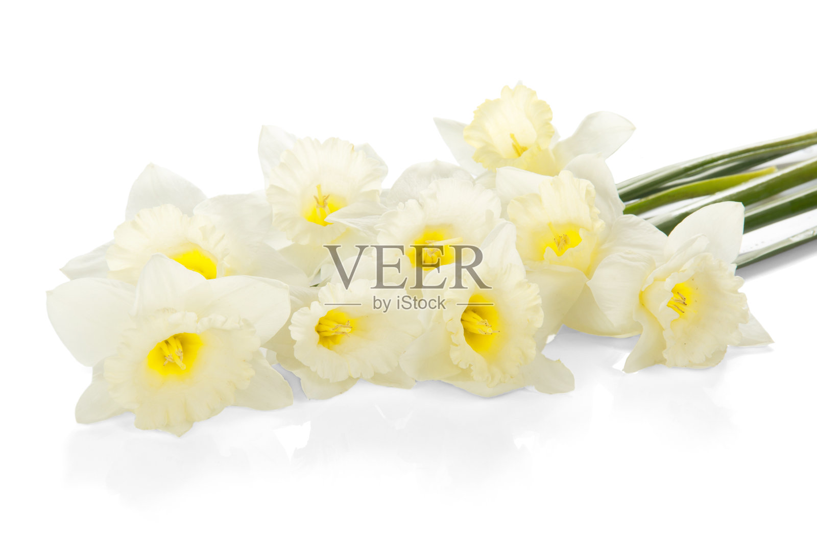 迷人的白色水仙照片摄影图片