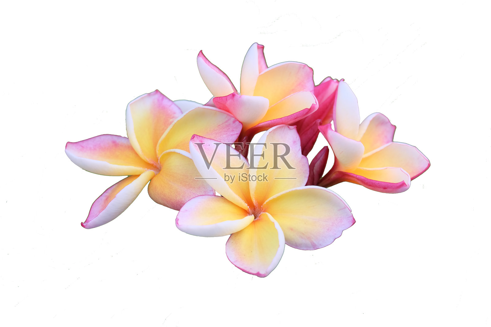 孤立在白色背景上的鸡蛋花照片摄影图片