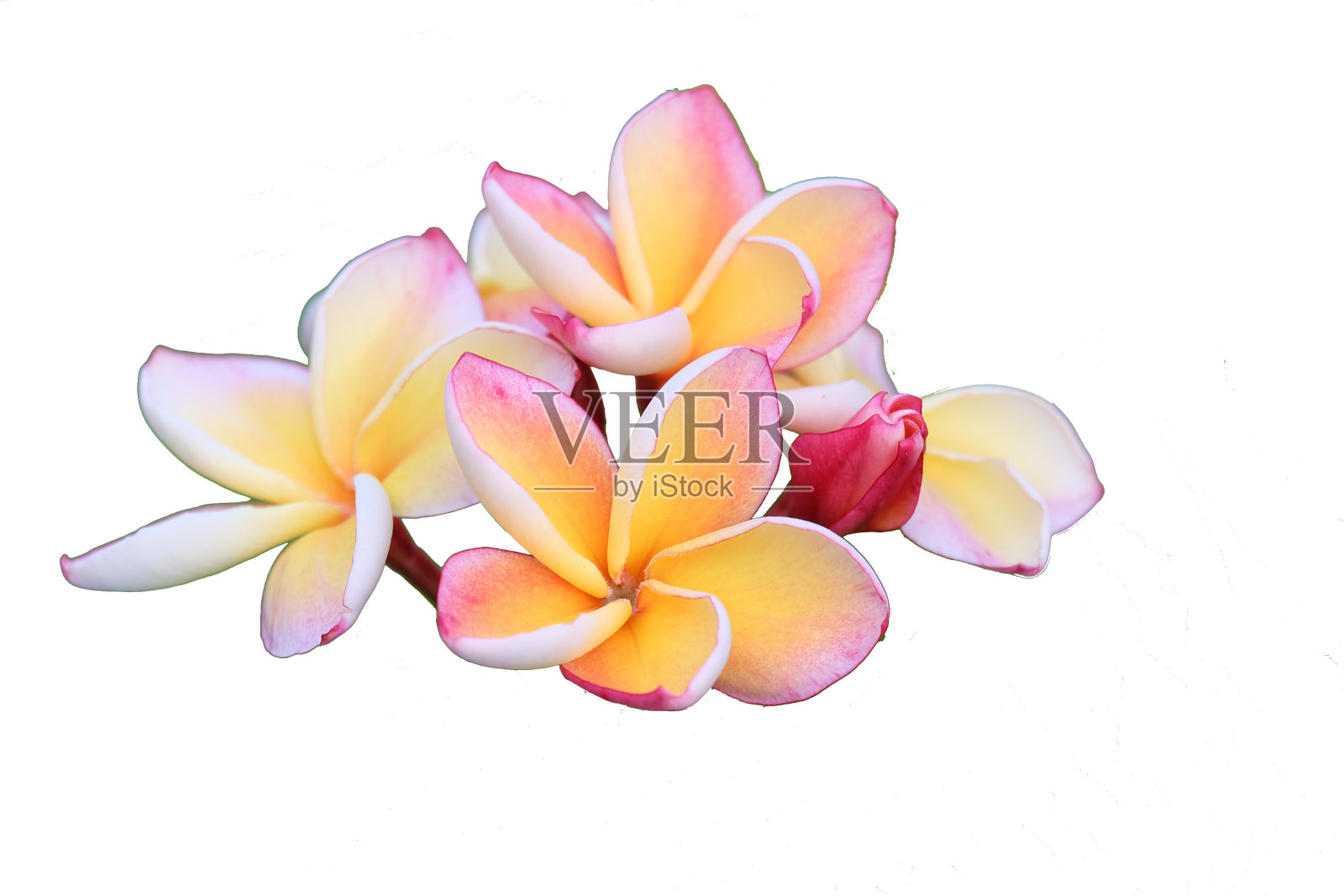 孤立在白色背景上的鸡蛋花照片摄影图片