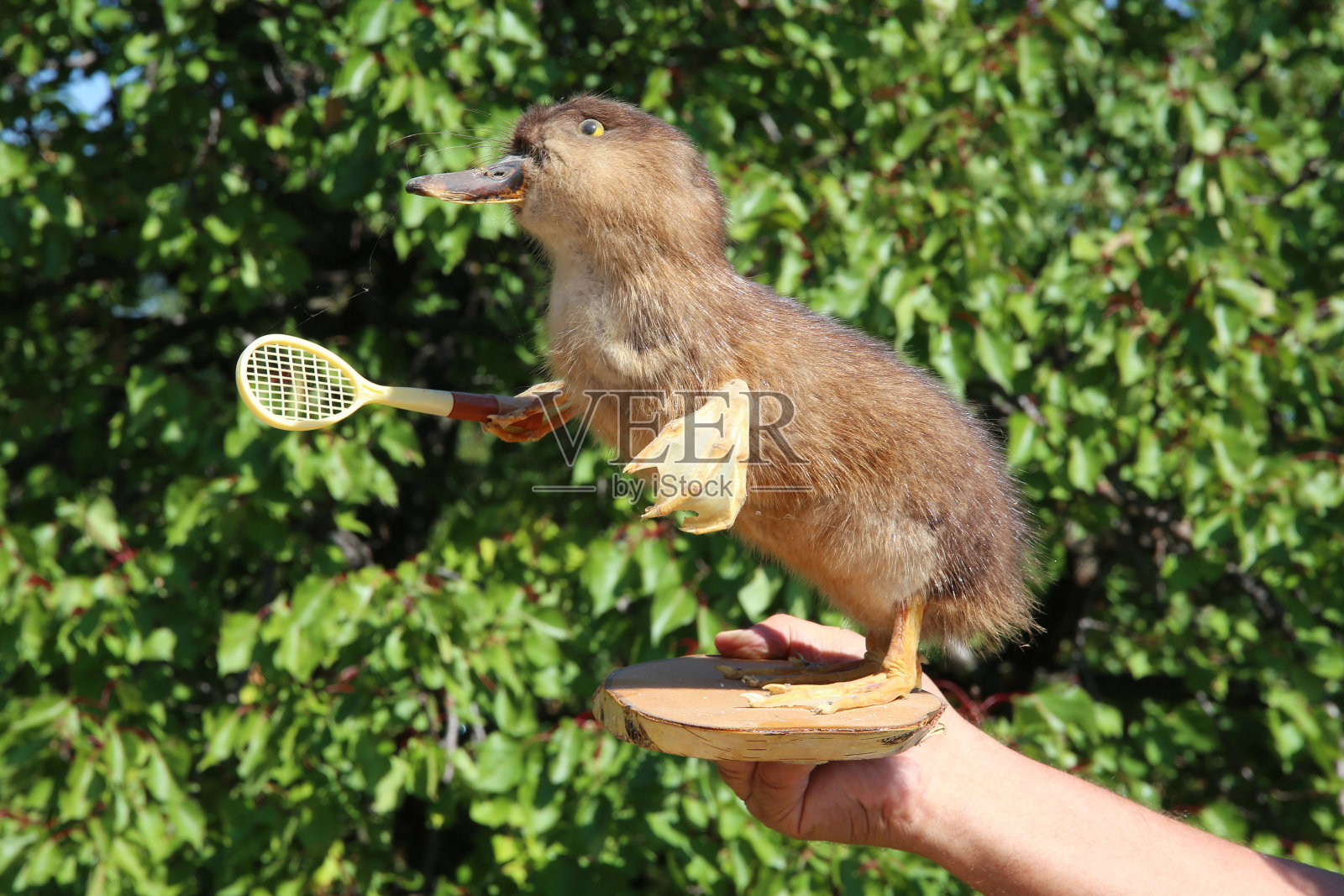 有趣的毛绒填充鸭和球拍照片摄影图片