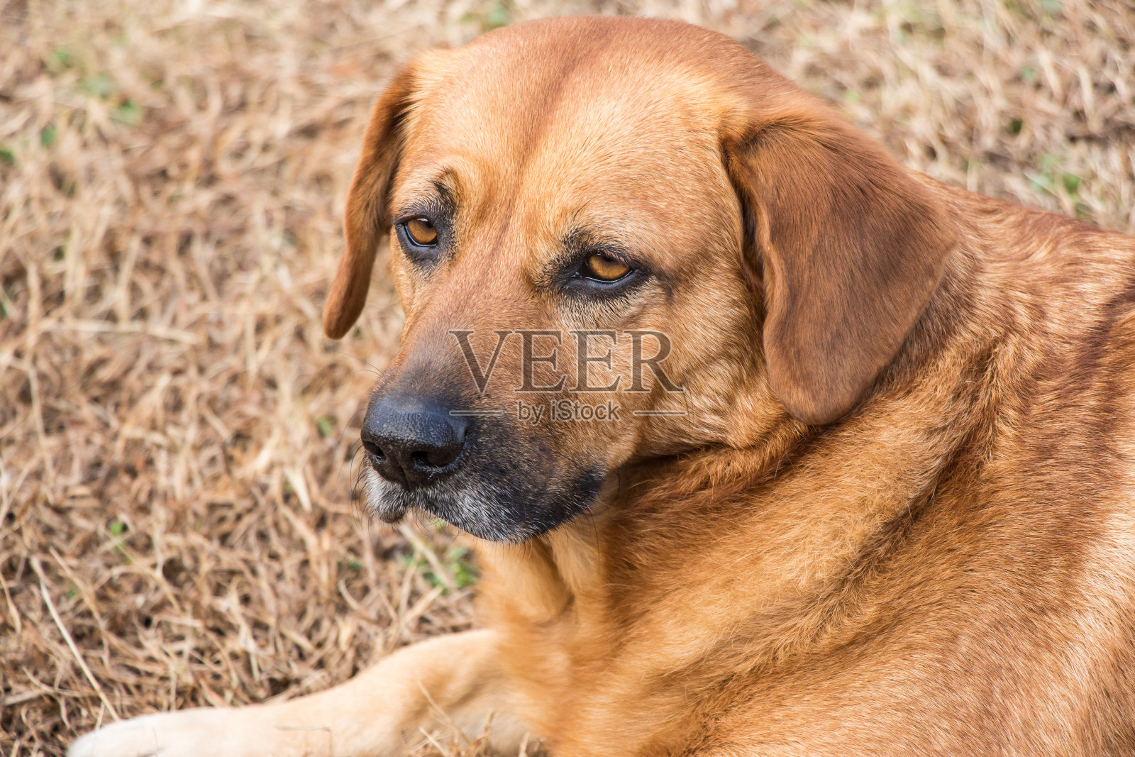 狗看照片摄影图片