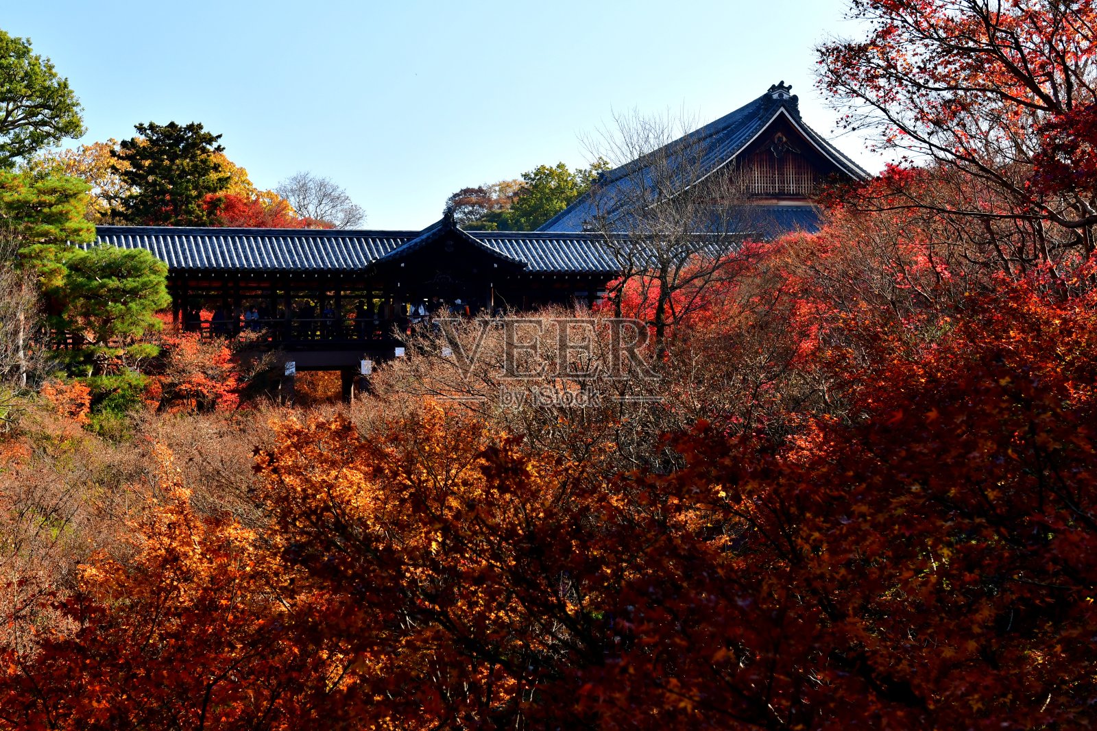 日本京都东福寺的秋叶照片摄影图片