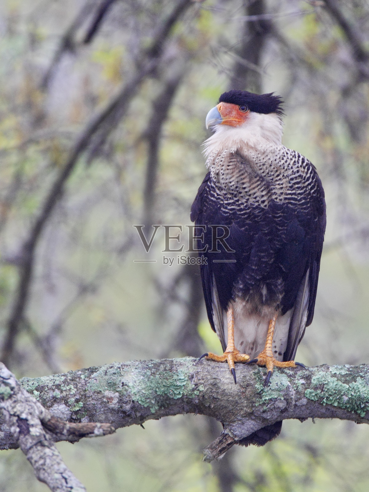 美国佛罗里达州基西米的北冠卡拉卡拉(卡拉卡拉切里威)树照片摄影图片