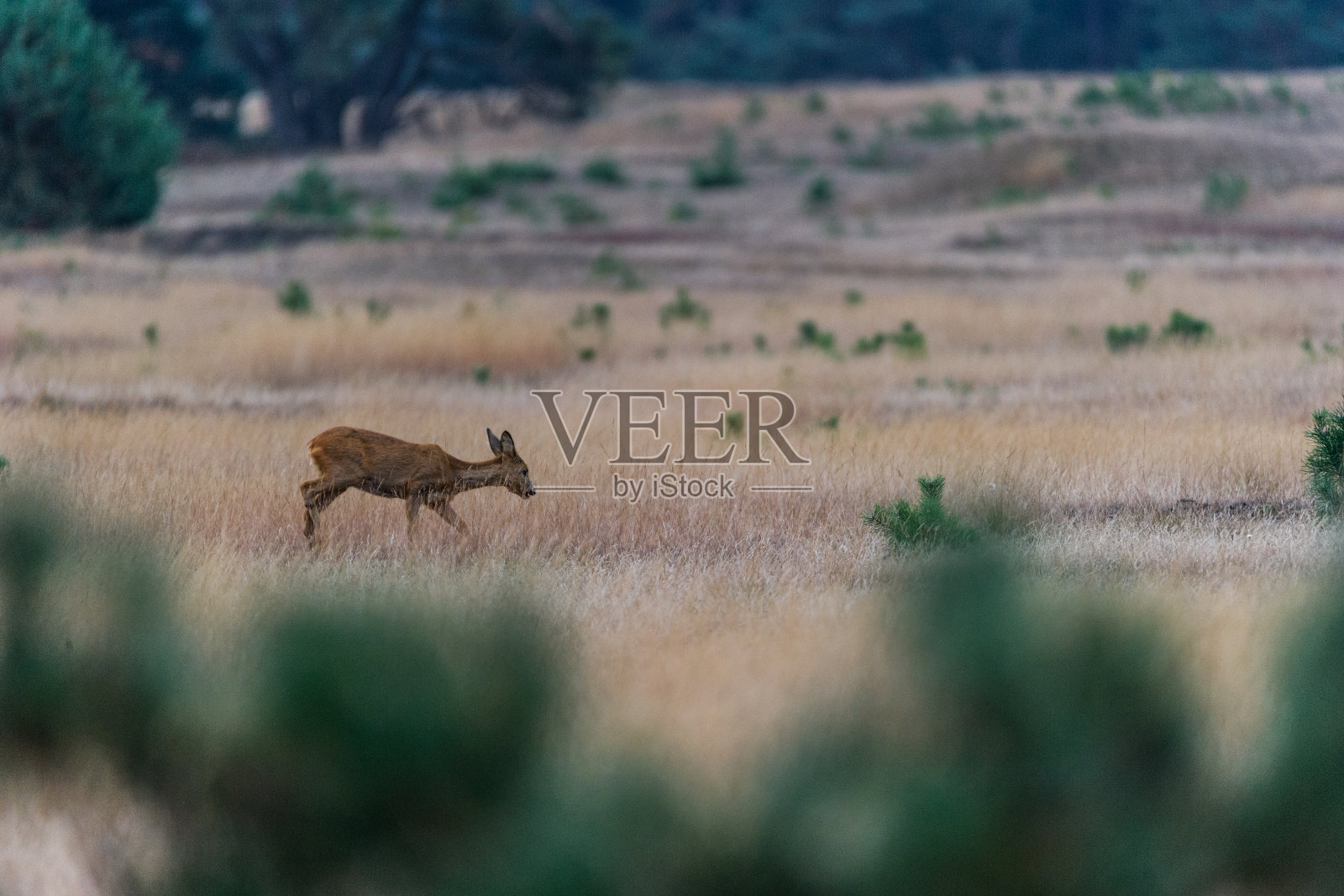 年轻的鹿照片摄影图片