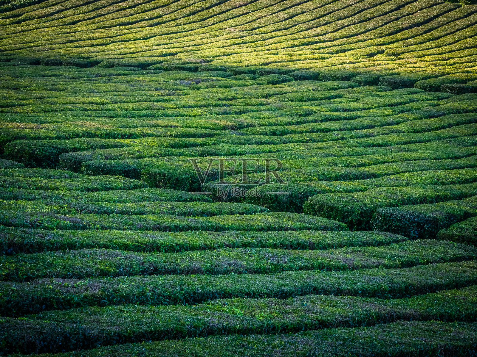 亚速尔群岛圣米格尔的茶园照片摄影图片