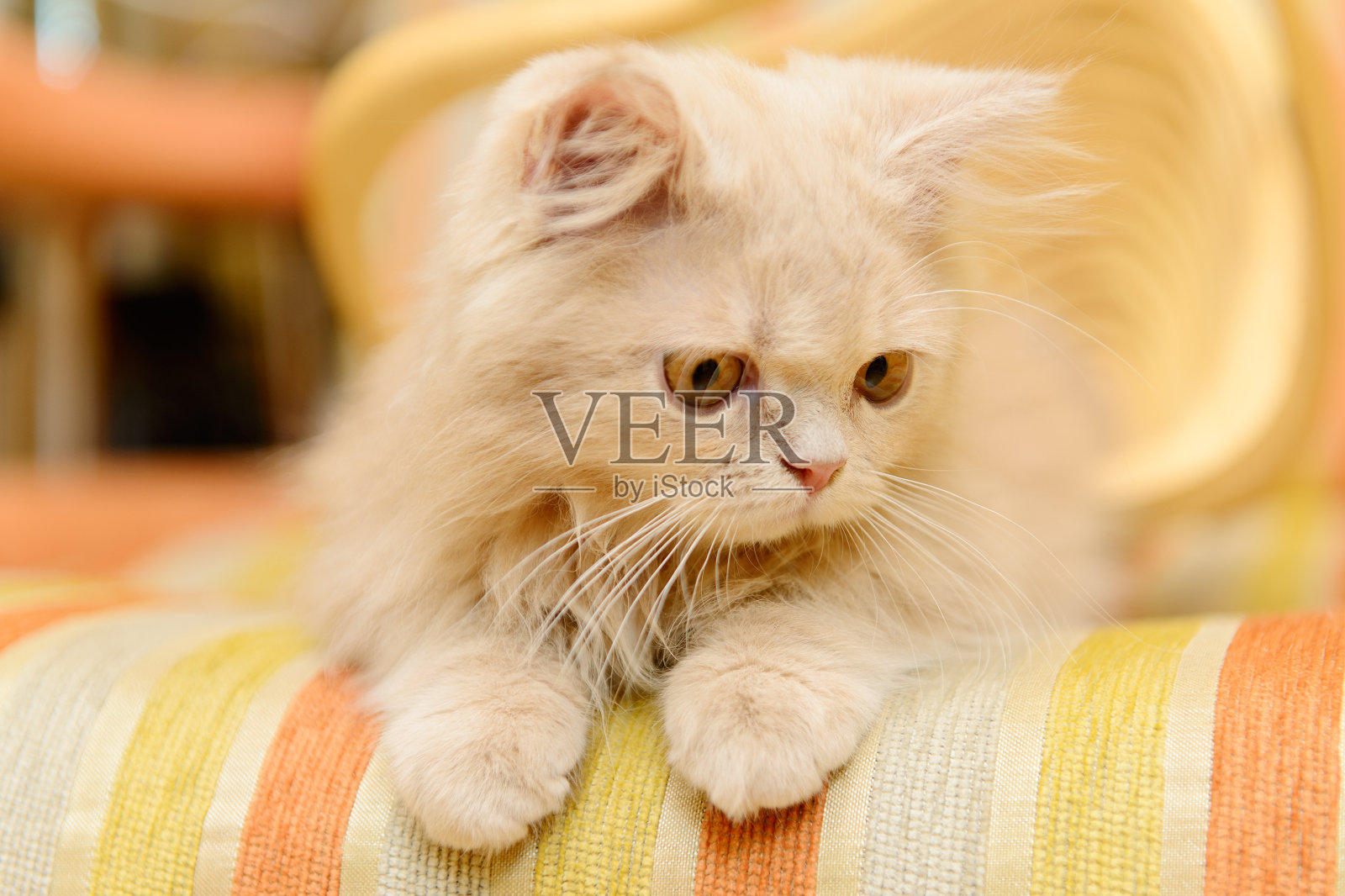 毛茸茸的波斯小猫照片摄影图片