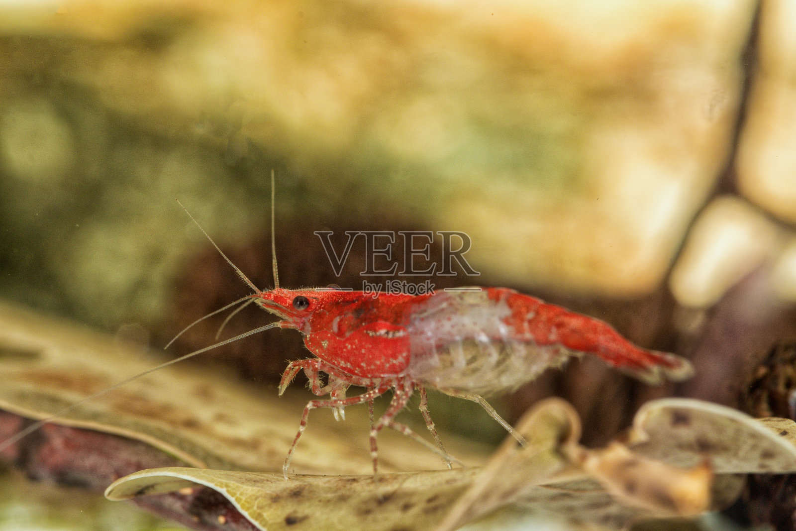 水族馆淡水虾特写(新笛虾属)照片摄影图片