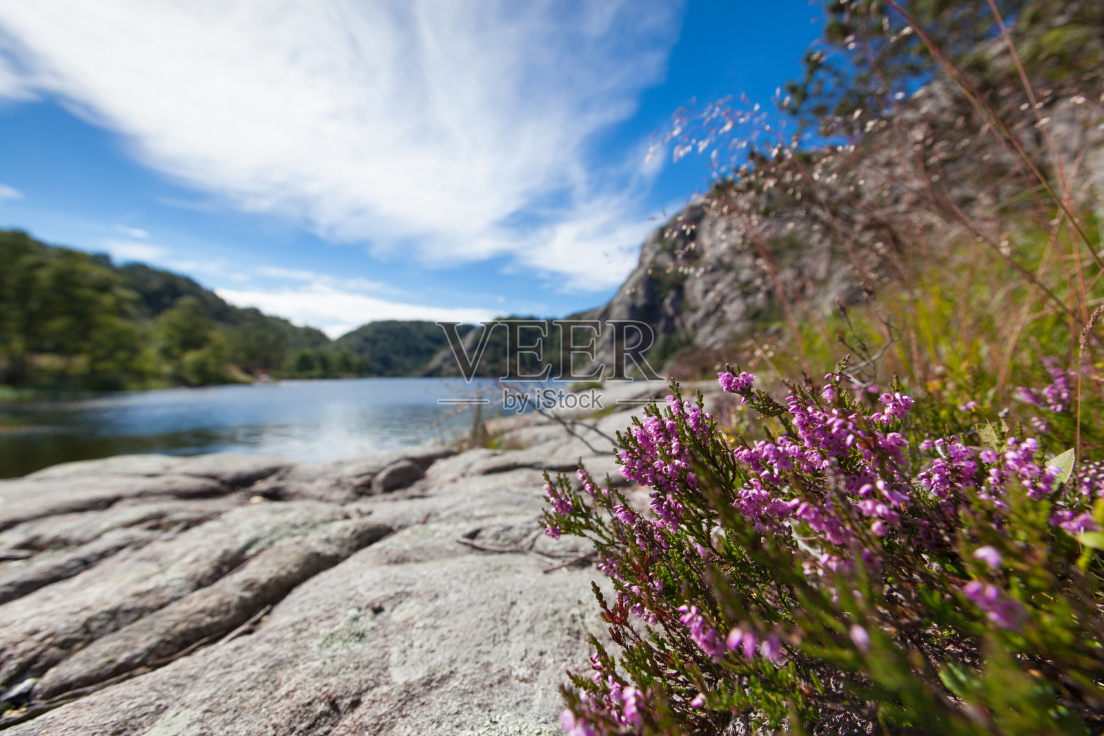 挪威、斯堪的纳维亚半岛。山水花海，山川秀美。蓝色的天空照片摄影图片
