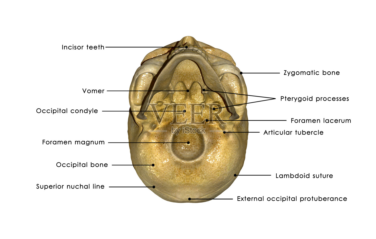 人类头骨照片摄影图片