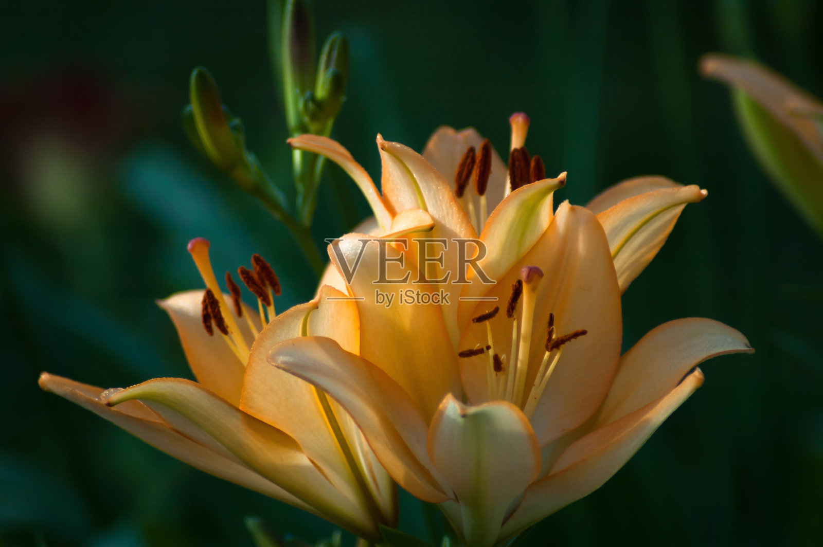 鲜花照片摄影图片