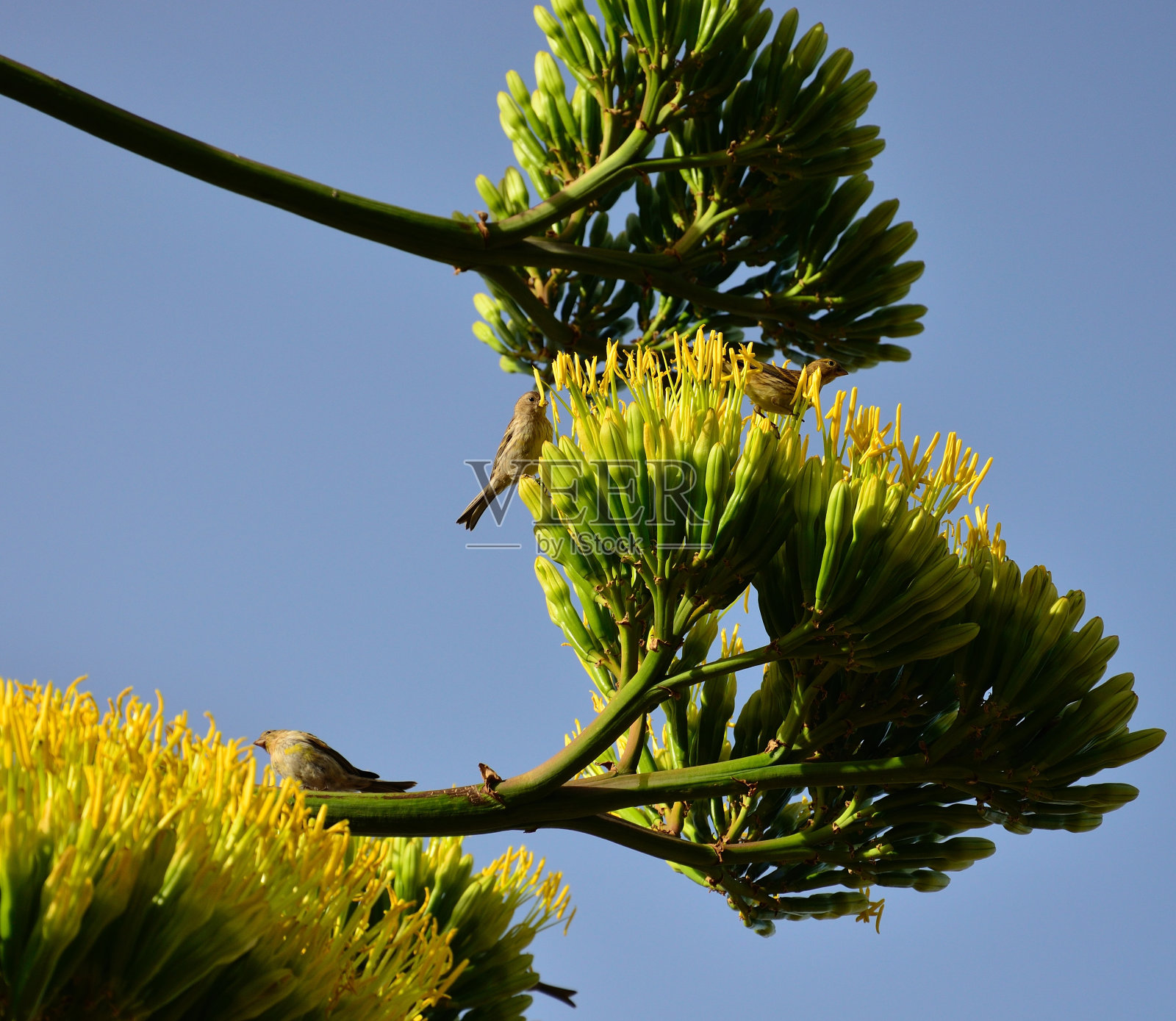 金丝雀正在吃一簇簇的龙舌兰花照片摄影图片