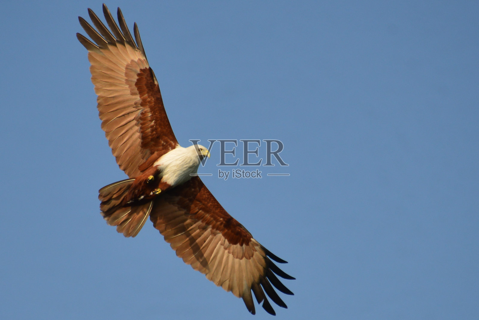 鹰照片摄影图片