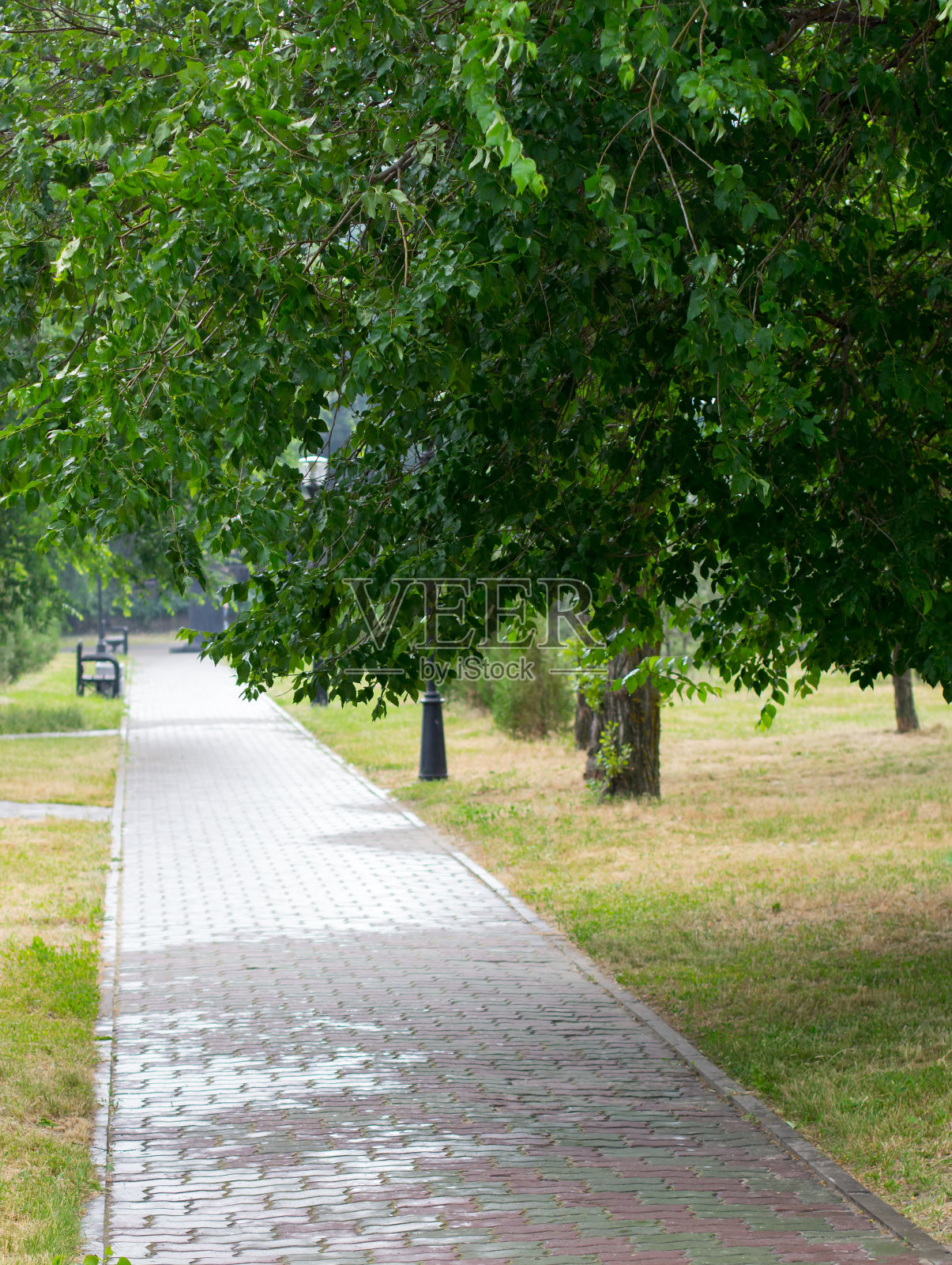 潮湿的树枝悬挂在公园的小巷上照片摄影图片