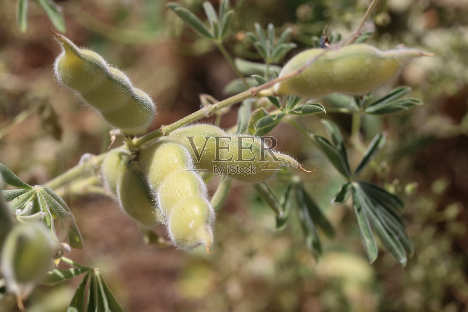 狼的豆荚。照片摄影图片