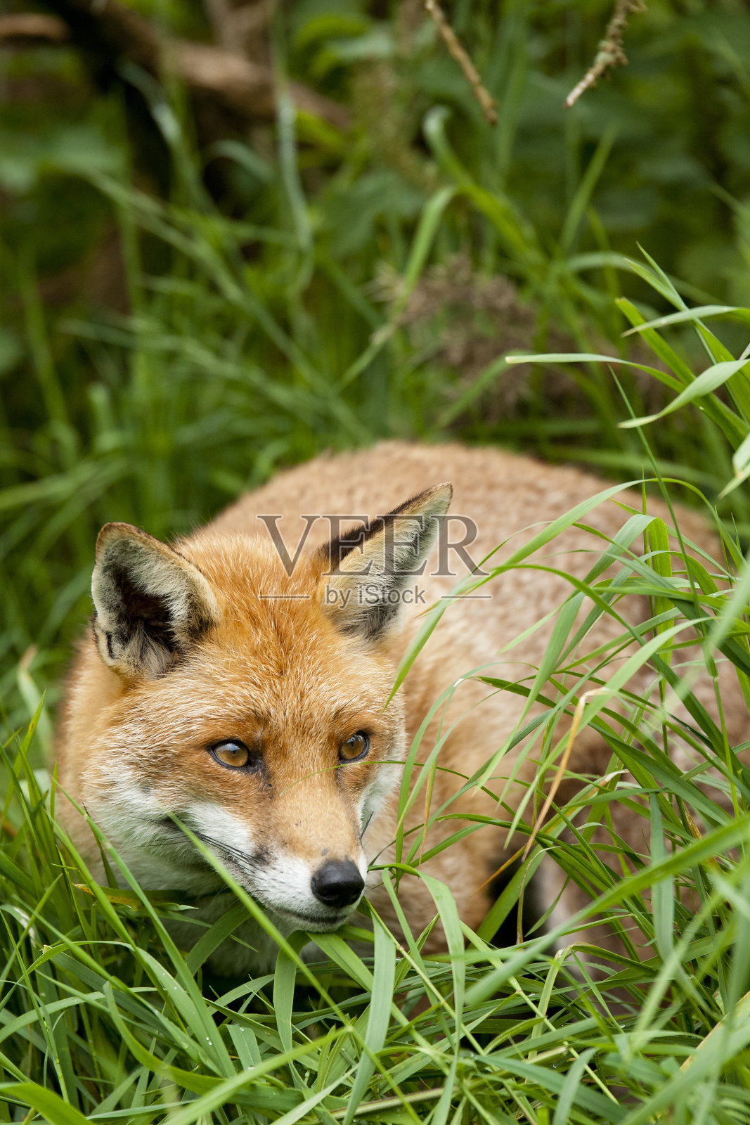 火灾照片摄影图片