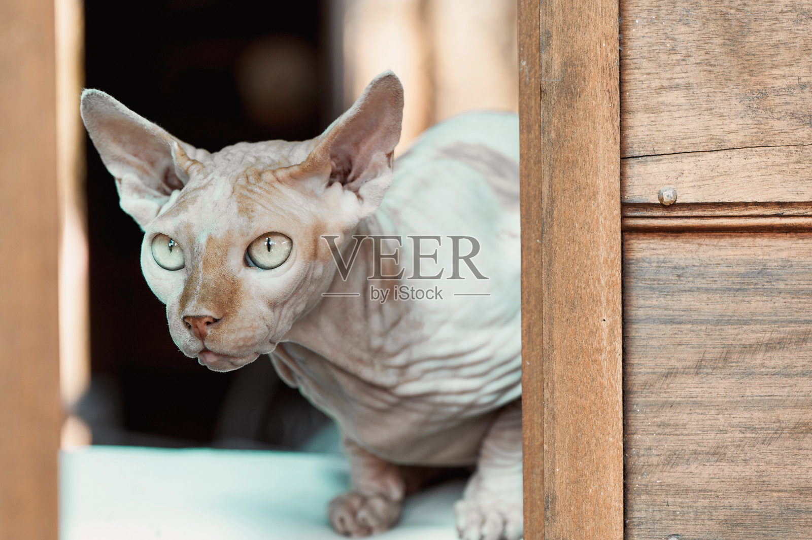 特写斯芬克斯猫照片摄影图片