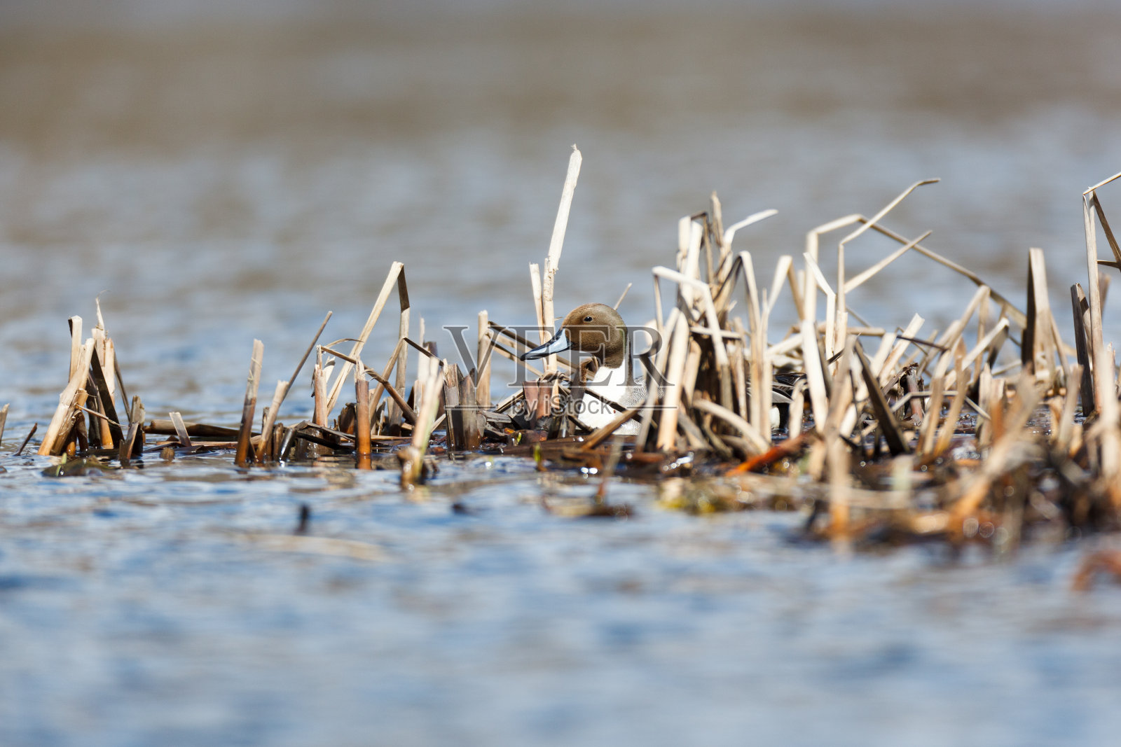 北翼照片摄影图片