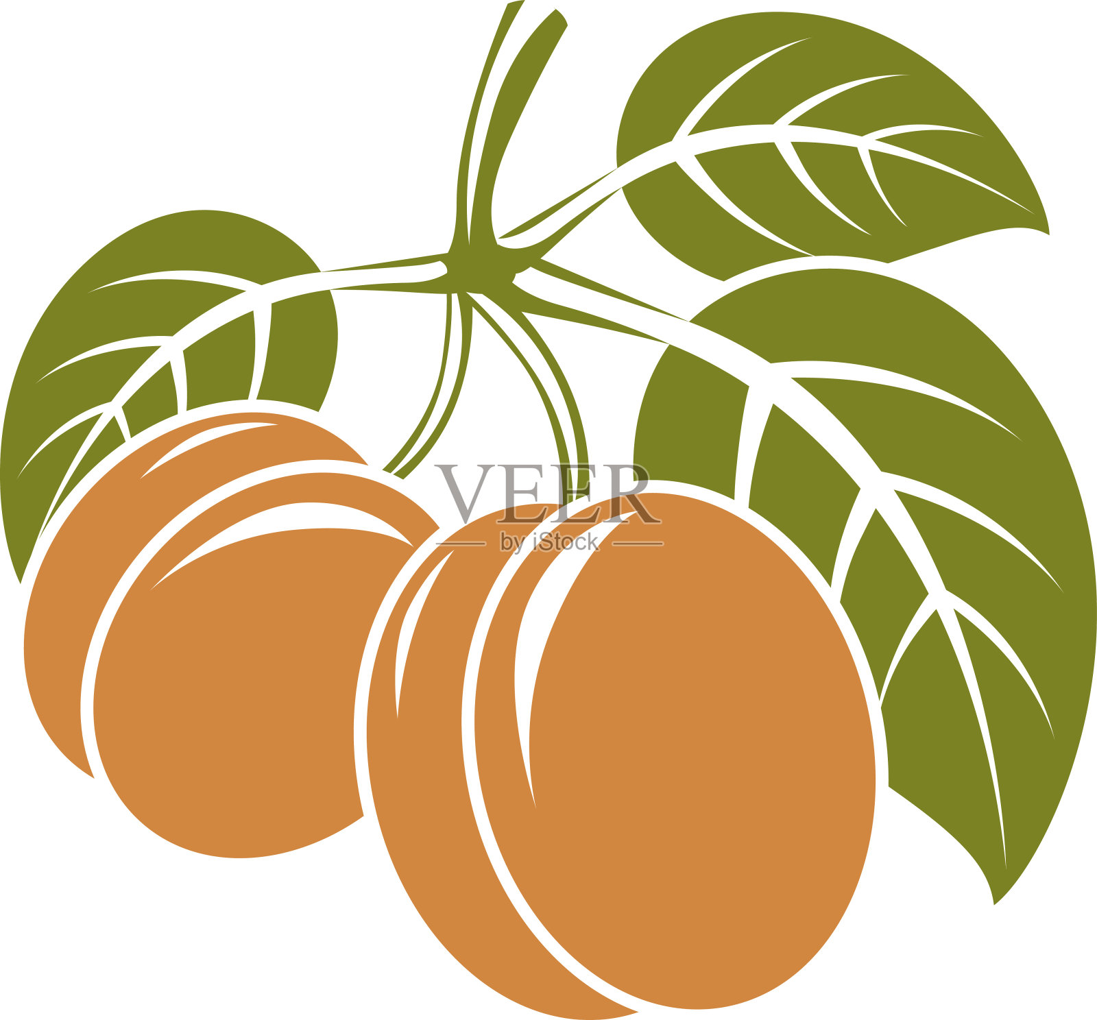 收获符号，矢量果实孤立。成熟的有机杏插画图片素材