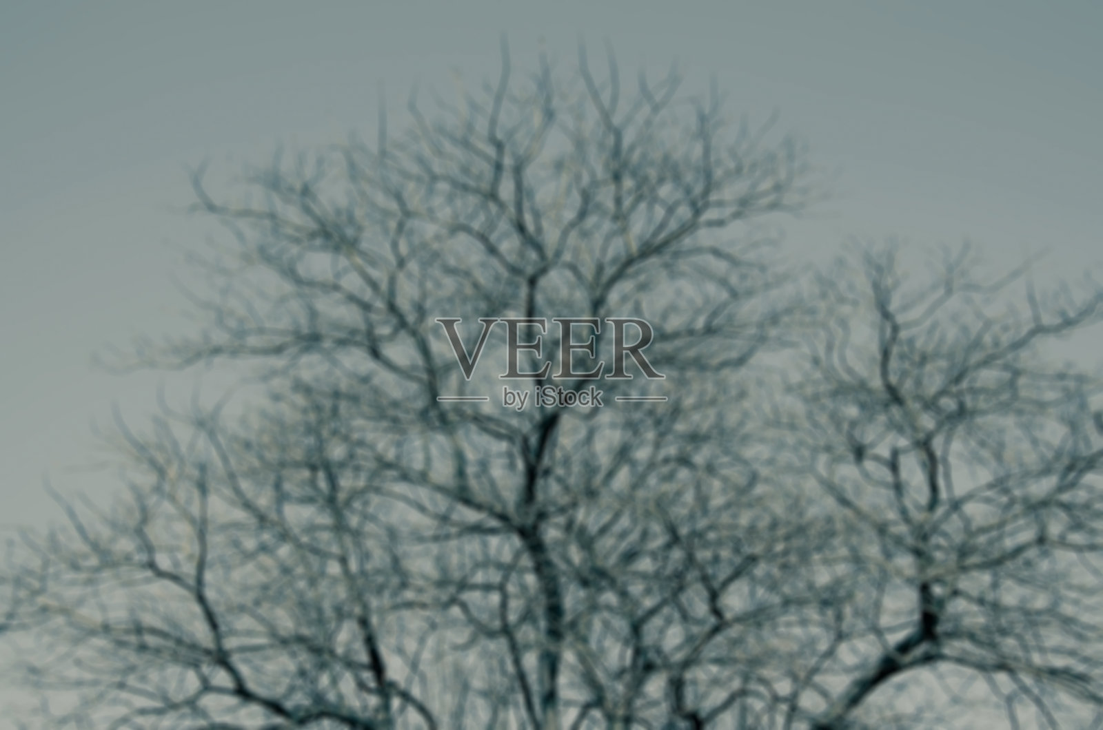 裸树背景照片摄影图片