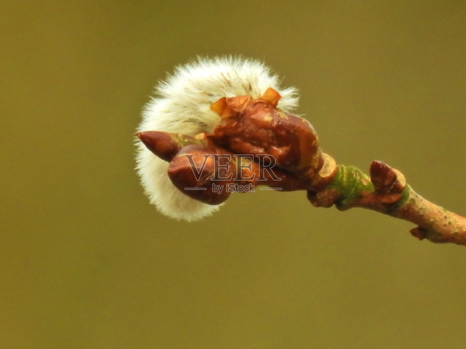 小枝和开花了照片摄影图片