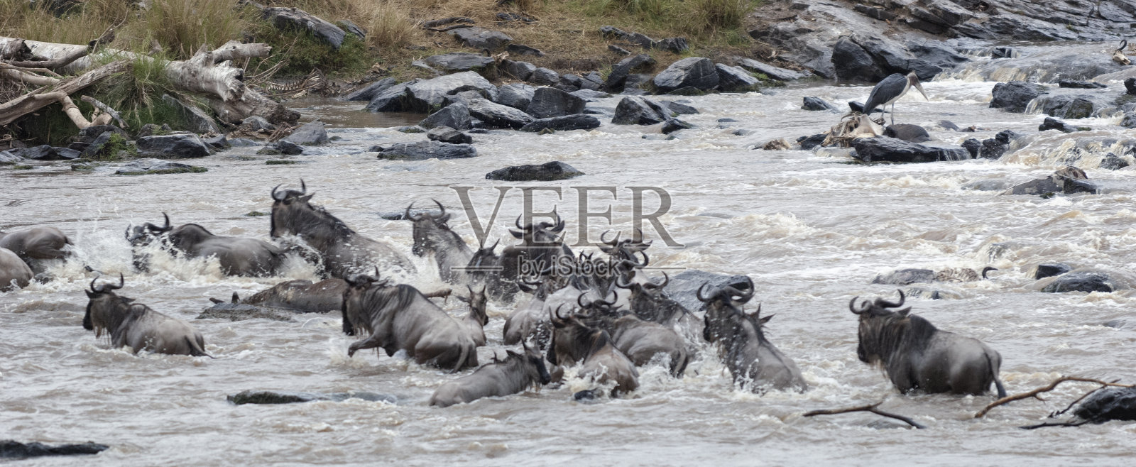 角马大迁徙照片摄影图片