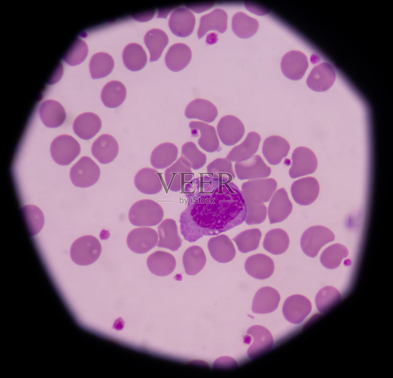 单核细胞照片摄影图片