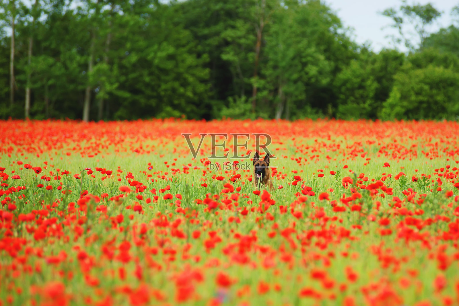 比利时牧羊犬马利诺斯坐在罂粟田里照片摄影图片