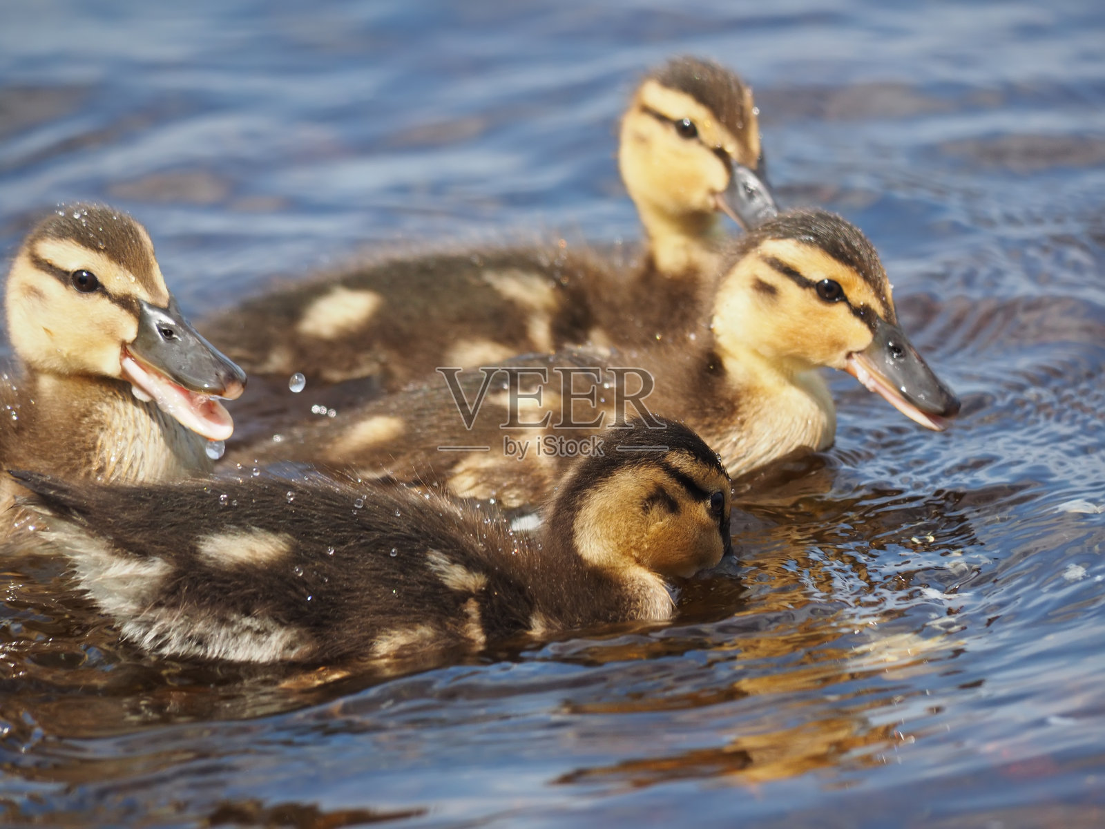 湖上的鸭子照片摄影图片