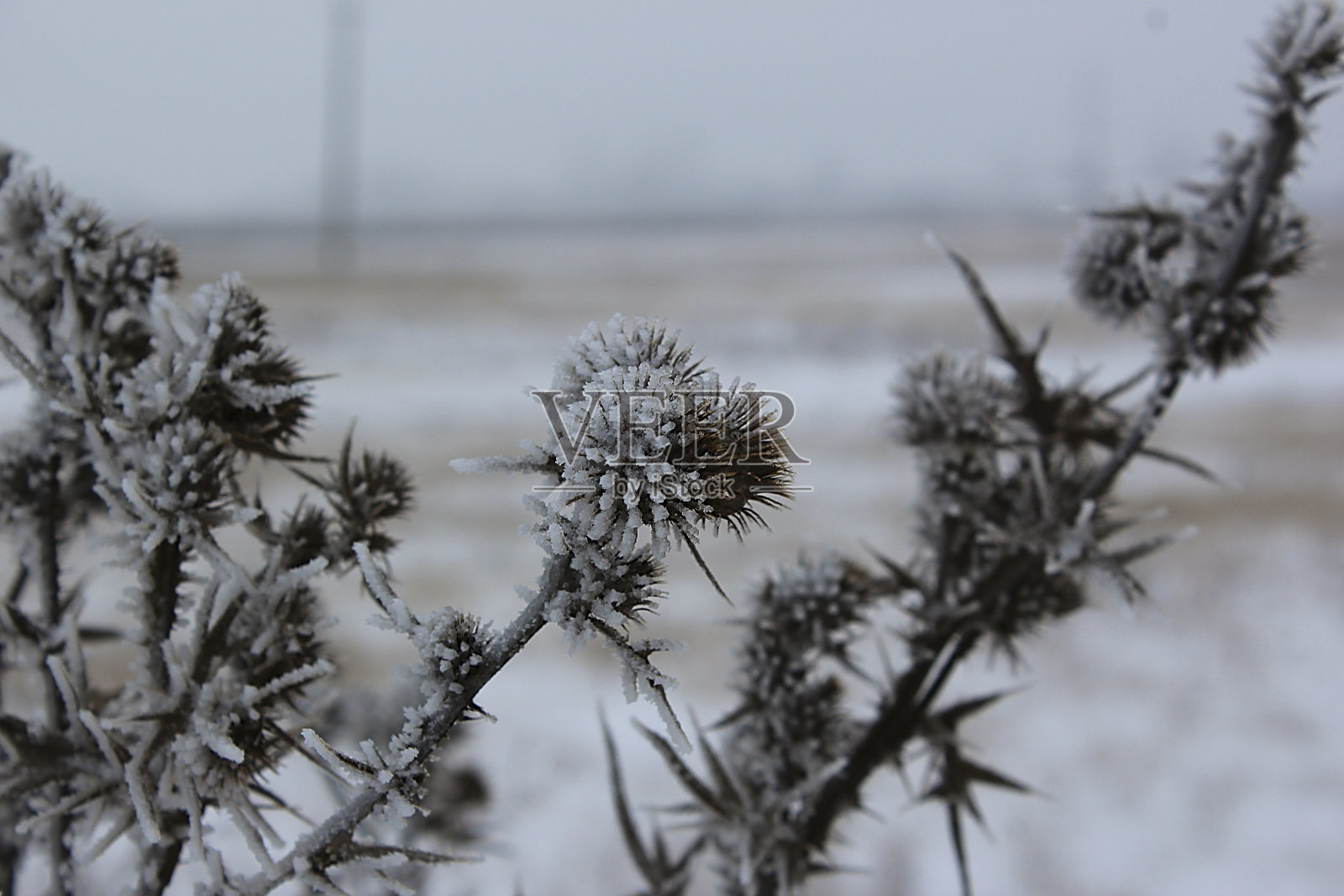 冻僵的植物刺，田野，冬天，背景照片摄影图片