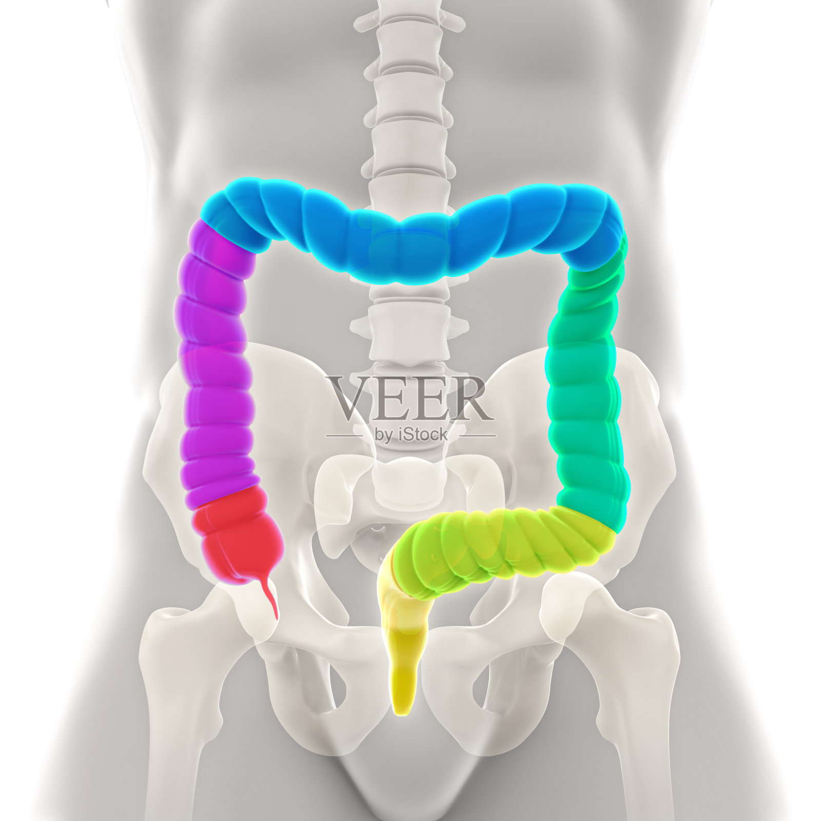 人类结肠解剖学照片摄影图片