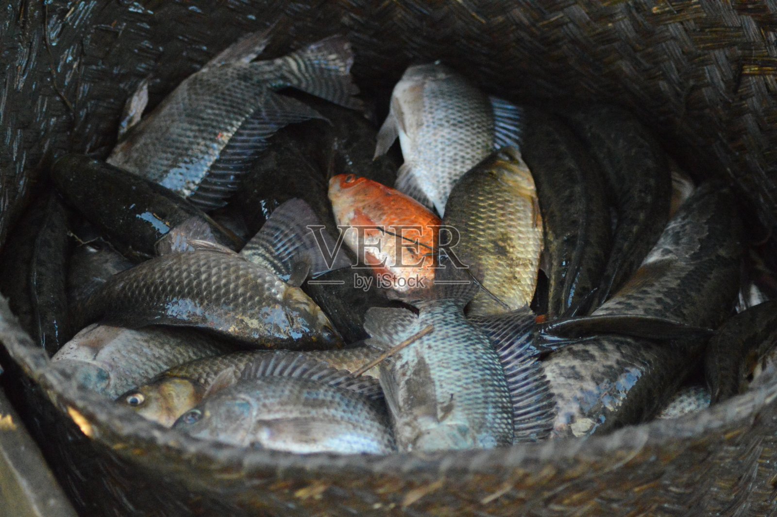 一篮子罗非鱼和马达加斯加鱼照片摄影图片