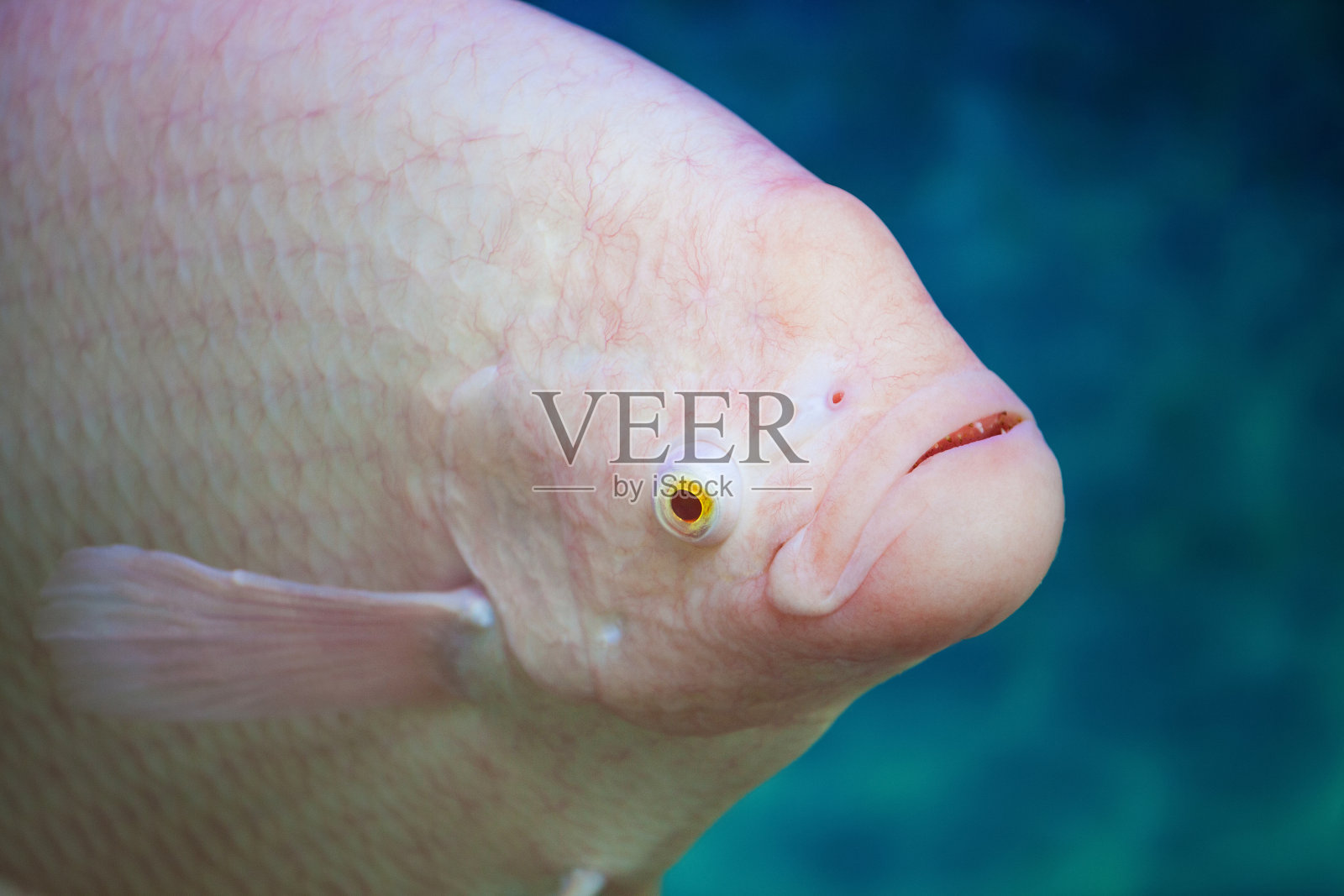 鱼头(巨型)白化丝足鱼在水特写。照片摄影图片