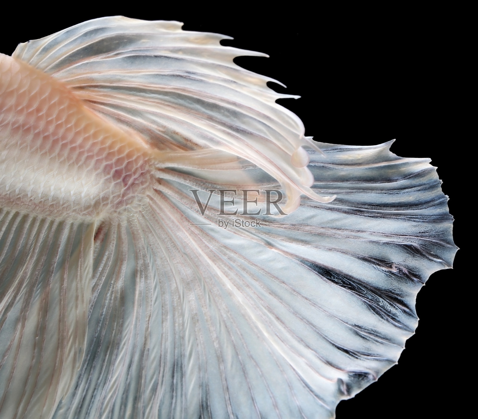 暹罗斗鱼展示了美丽的鳍。照片摄影图片