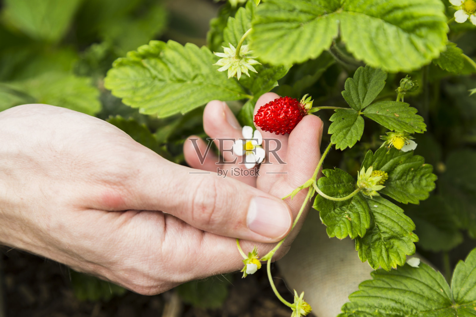 人的手在灌木丛上显示草莓照片摄影图片
