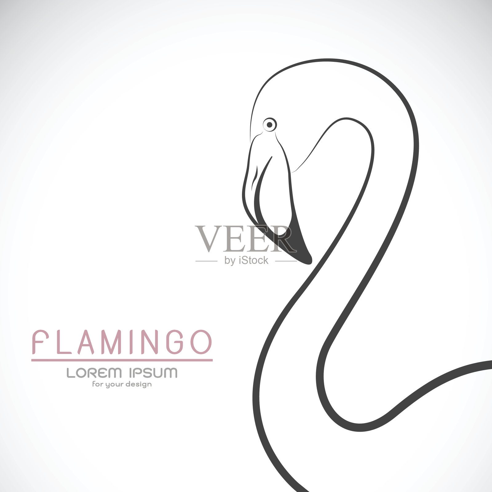 矢量火烈鸟设计在白色的背景。插画图片素材