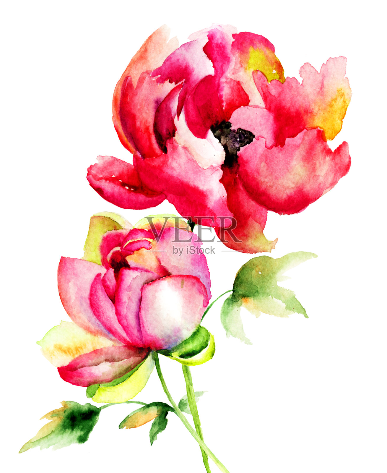 牡丹花朵插画图片素材