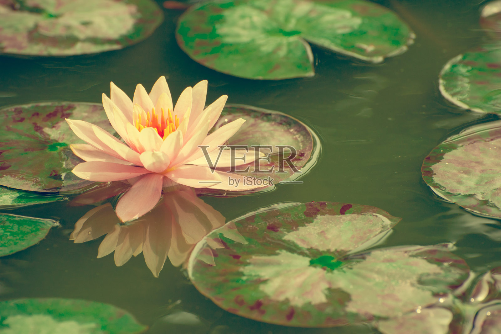 美丽的粉色睡莲或荷花在池塘的复古照片照片摄影图片