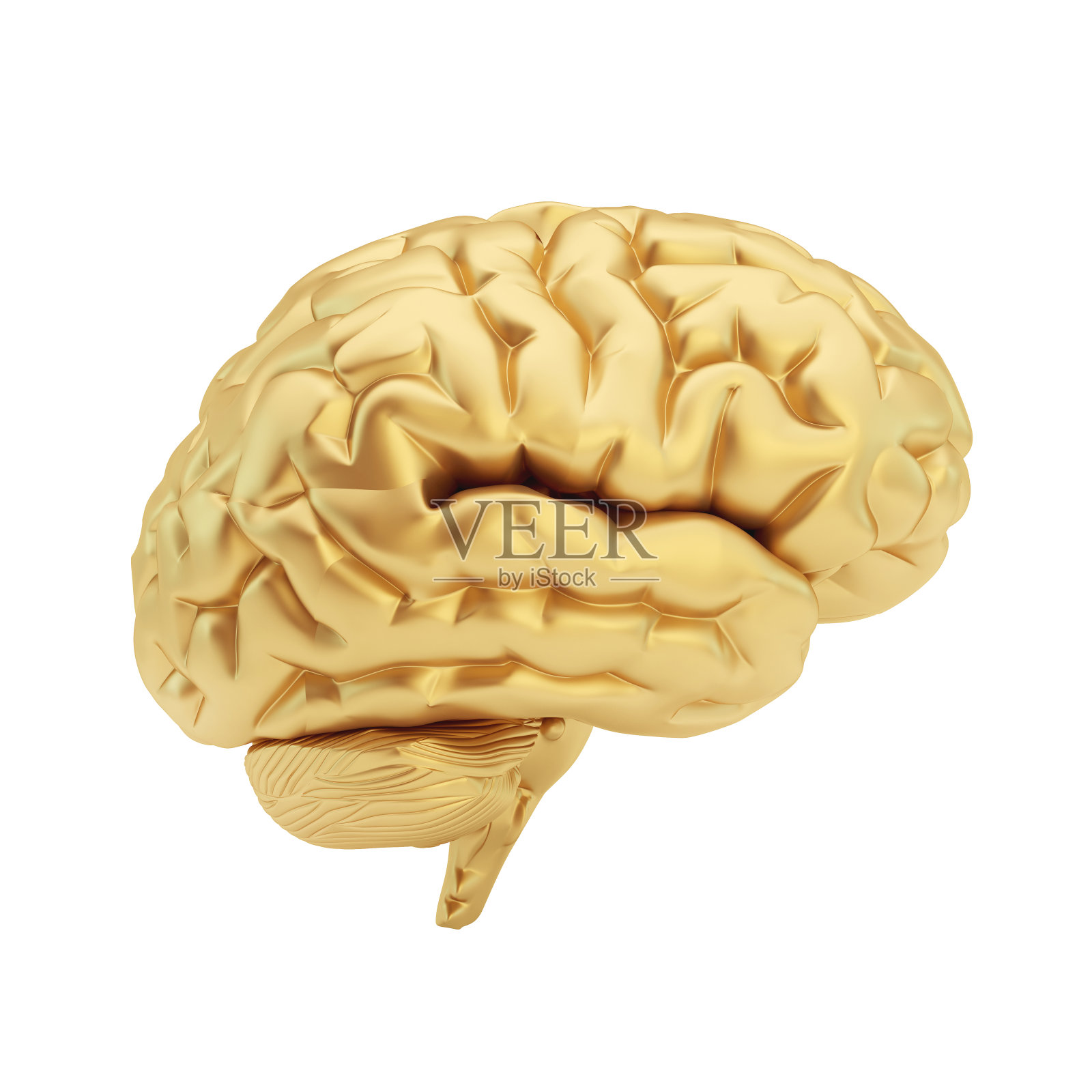 金色的大脑被隔离在白色的背景上。照片摄影图片
