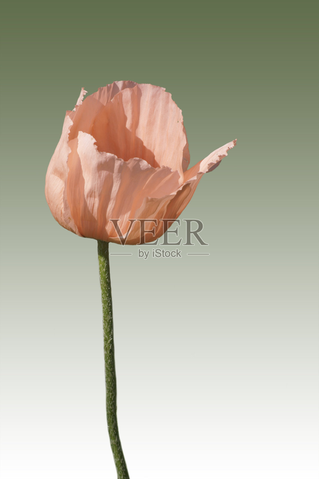 东方罂粟照片摄影图片