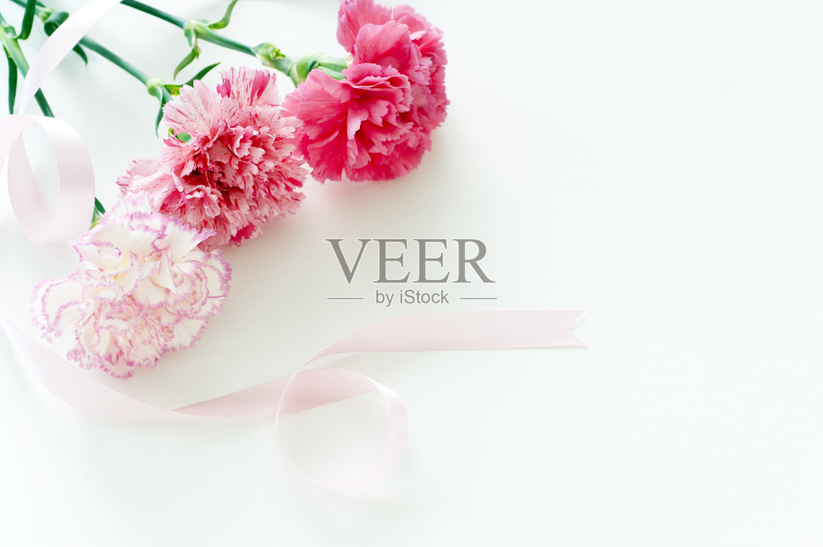 康乃馨与丝带照片摄影图片