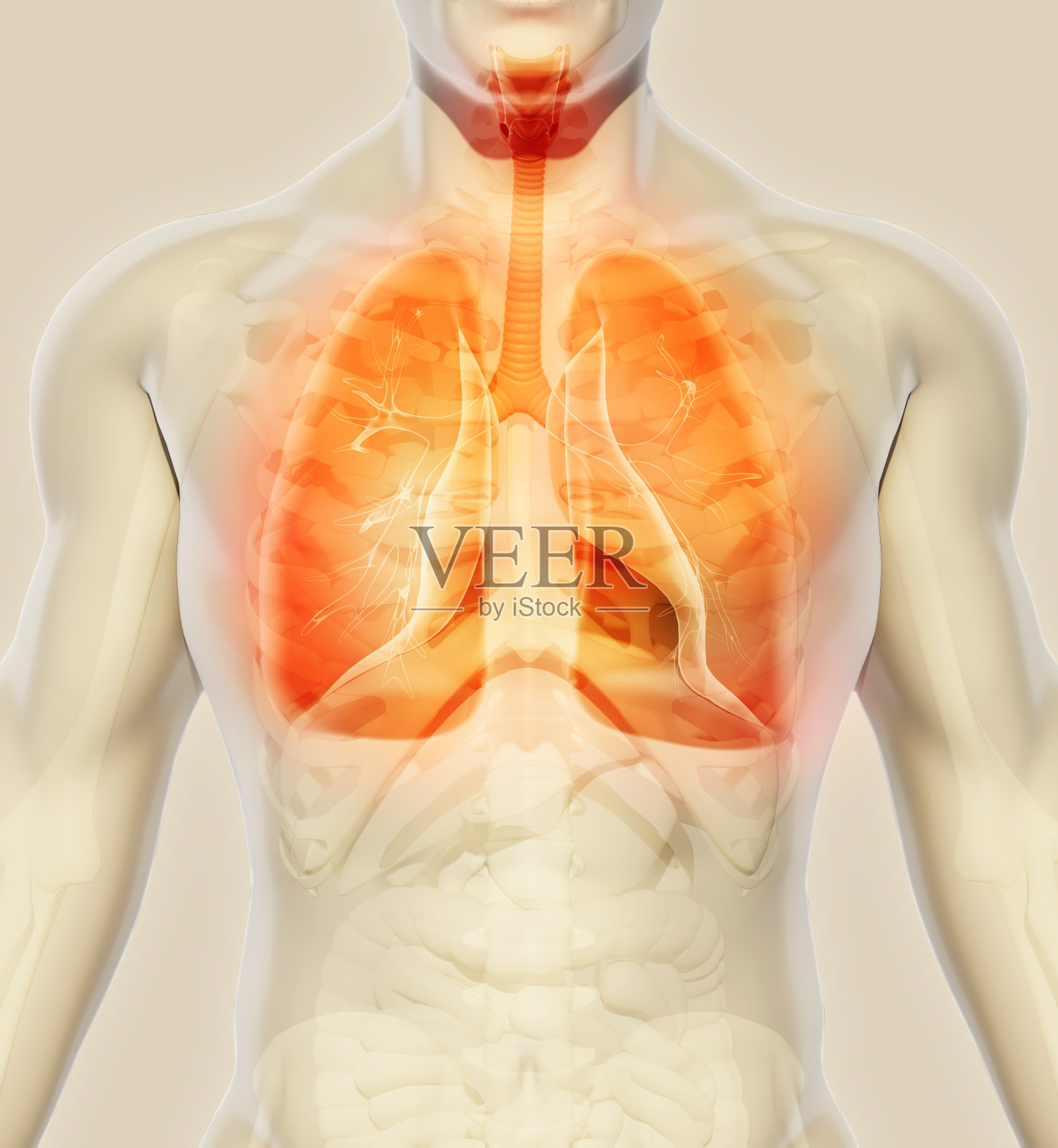 肺的3D插图，医学概念。照片摄影图片